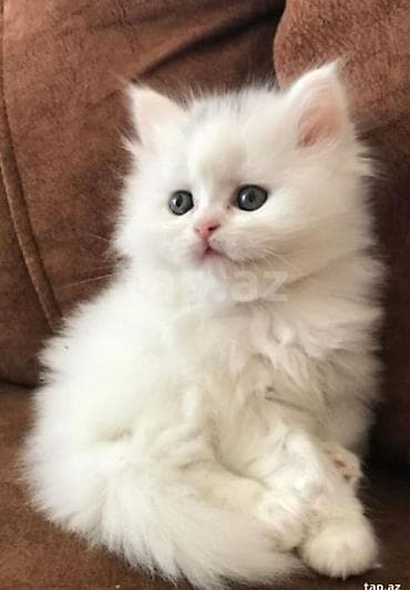 Pişiklər: Şotland, Erkək, Dişi — 2