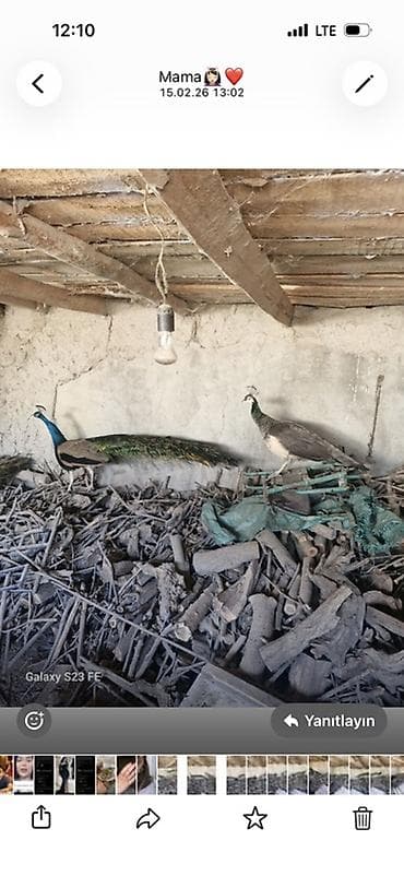 inek sekilleri: Qeyd: Cütü 350 azn Məhsul: Tavus quşları (erkək və dişi fərdlər) — 2