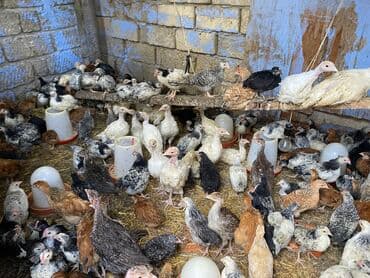 kənd colpası satışı: Satılır durçinka,serbilis,hündüşka — 5