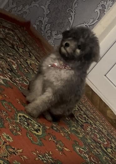 it bazari 2020: Peyvəndli — 1