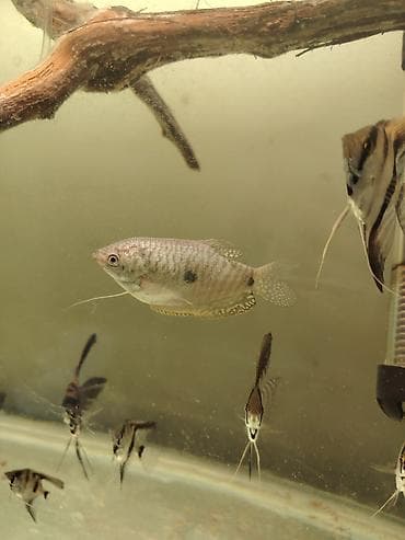 Yemlər: Akvarium üçün canlı sivrisinek qurdu sürfələri (gambusiya üçün yem və — 2