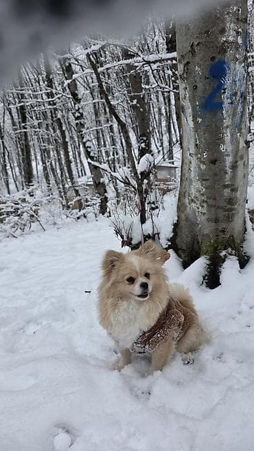 spitz boo: Şpitz, 3 il, Dişi, Peyvəndli — 5