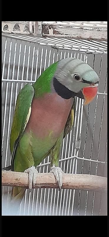 Попугаи — 2