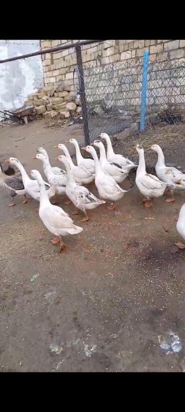 lal ördəklərin satışı: Qaz sürüsü – yerli təsərrüfatdan cavan qazlardi .12 ededdir qiymet — 2
