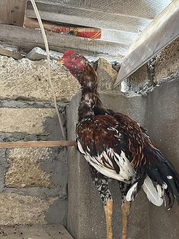 yapon xoruzu: Çapar beçə iyun beçəsidi probu var isteyen olsa wpda yazsın atım fere — 1