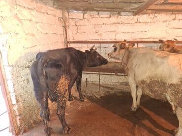 Qoyunlar, qoçlar: Məhsul: Mal-qara (inək) qisir inekler 1650 den deyirem Təsvir: - — 9