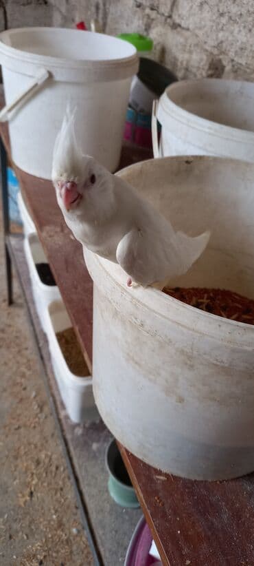sağlam həyat sağlamlıq mərkəzi: Salam ilk ozce yazini hamisini oxuyun sonra elaqe saxliyin hardasa bir — 10