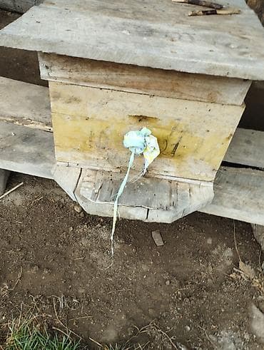 ucuz keci: Arıxana avadanlığı – taxta pətəklər və gövdələr - Məhsul: Arıçılıq — 8