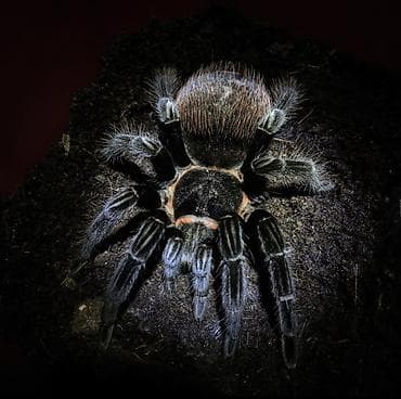 bakida it barinagi: Mexican Red Rump tarantula (Tliltocatl vagans) - Növ: Yeni Dünyə — 3