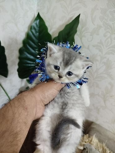 ucuz pişiy: Novruz temalı peşəkar pişik balası fotosessiyası whats ap ile elaqe — 10