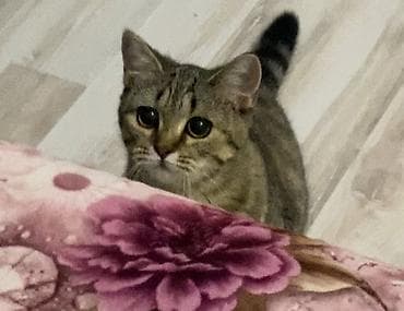 meykun pisik: Sahibləndirilir. 1 yaşları var. İstəyən olsa qeyd etdiyim nömrə ilə — 3