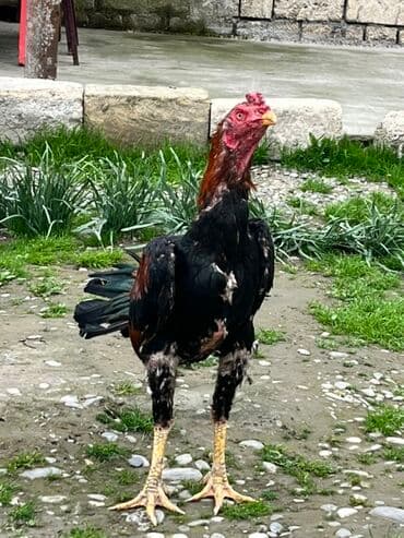 Salam maşallah olsun heyvan aktiv canlı becedi 9aylig olub 10un