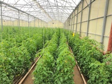 hovsanda obyekt satılır: Zirə Kəndi, 10 hektar sahəsi olan parnik satılır. 5 hektar yarım — 2