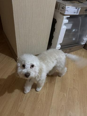 it balasi satisi: Pudel ag rengli real alicilar elaqe saxlasin 6ayliqdi — 1