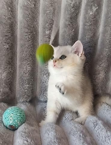 Şinşilla, Erkək, Yaxşı əllərə, Ünvandan götürmə