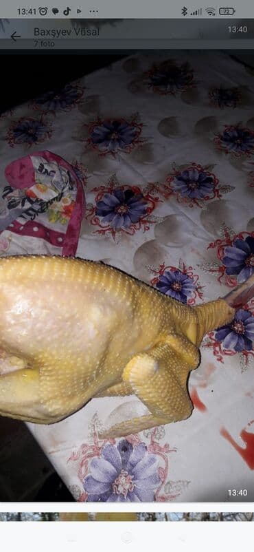 Ət və dəniz məhsulları: Məhsul: Təbii kənd toyuğu – bütöv, təmizlənmiş (dərili) Təsvir: - — 2