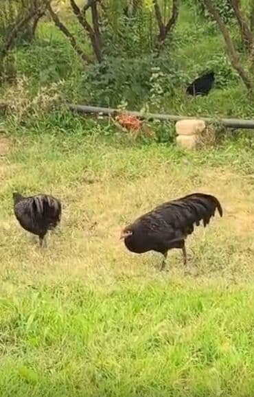 Məhsul: Qara rəngli afstraloq satilir temiz qandir 6 ayliqdir təmiz