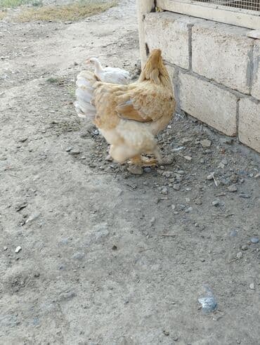 heyvanlara verilen adlar: Курица, Brama, Для разведения, Платная доставка, Бесплатная доставка — 8