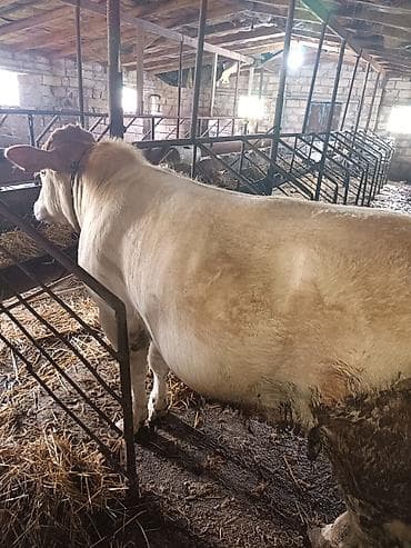 Heyvan inəyin balasıdır öz qapı malımdır yemində içməsində problem