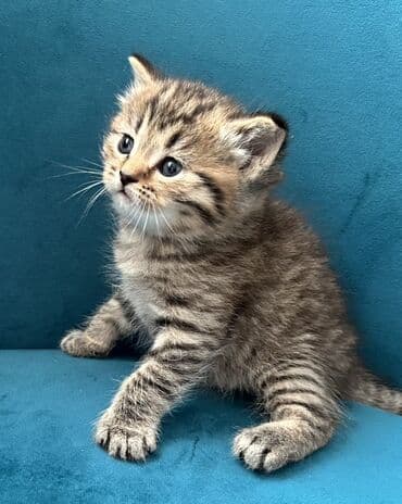 Птицы: Британская, Самовывоз — 4