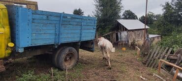 simmental ineklerin satisi: Теленок, Самка, Simental, месяцев: 2, 120 кг, Для молока, Самовывоз — 7