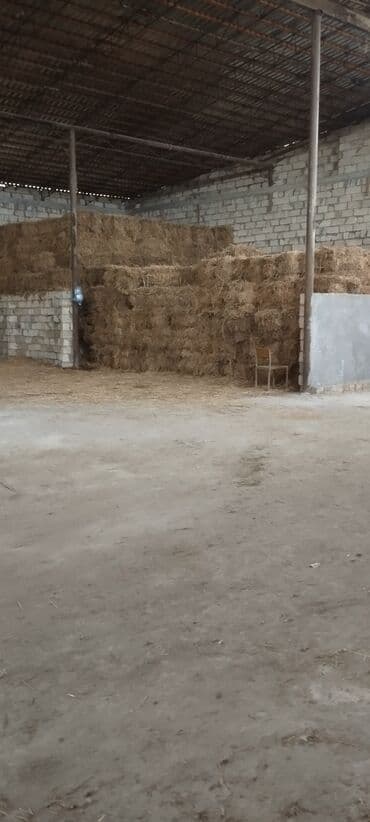 it adları erkek: - Quru, təmiz və günəşdən-köldən qorunan anbar şəraitində saxlanılır — 1