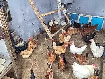 toyuq adi: Toyuq, Yumurtalıq — 9