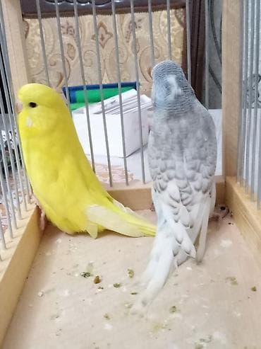 Tecili qefes ve quslar satlllr.2 cex bala bir yerden 15 manat =30
