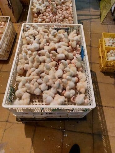 Cücələr: Toyuq cücələri, Ətlik, Ünvandan götürmə, Ödənişli çatdırılma, Rayonlara çatdırılma — 1