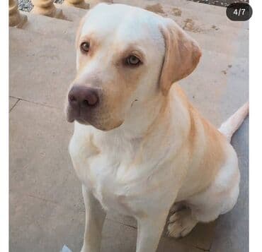 лабрадор: Retriever, 5 il, Erkek, Cütləşmə üçün — 1