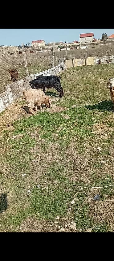 Digər heyvanlar: 4 baş bir yerdə qiymət 640 — 3