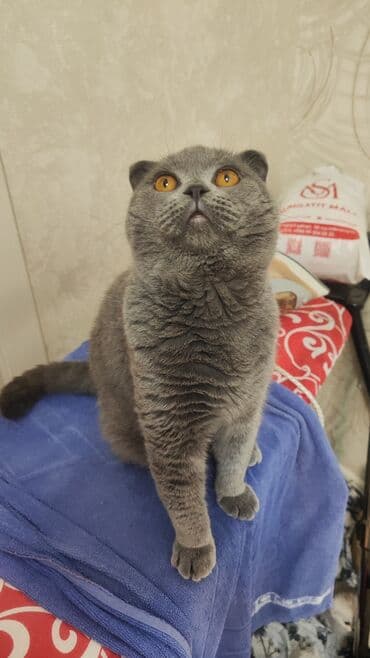 pişik şəkili: Şotland yastı qulaq, Erkək, Cütləşmə üçün — 2