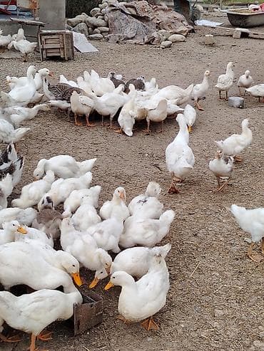 dovsan sekli: Məhsul: Ağ ördəklər pekin qiymetle baqli narahat etmeyin erkey disi — 5