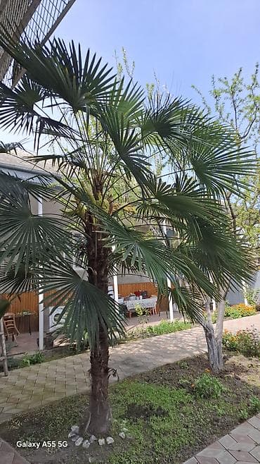 bal qoz qarisimi: Trachycarpus fortunei (yapon xurması/palması) – həyətyanı sahələr — 2