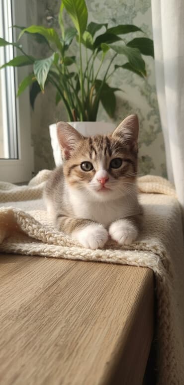 Erkək lalafo.az -da Erkək