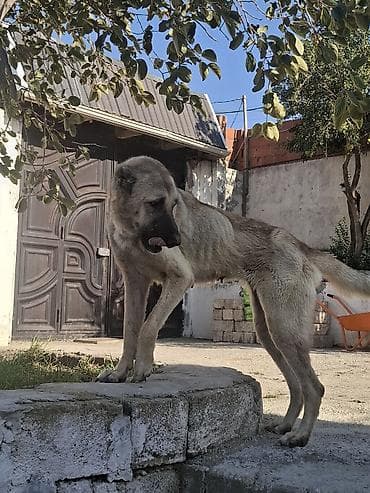 kangal iti satilir: Kanqal, 2 il, Dişi, Cütləşmə üçün — 3