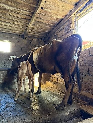 haski balaları: 18 litir süd verir 10 gündü dogub balası dişdi 3 qarına dogub — 7