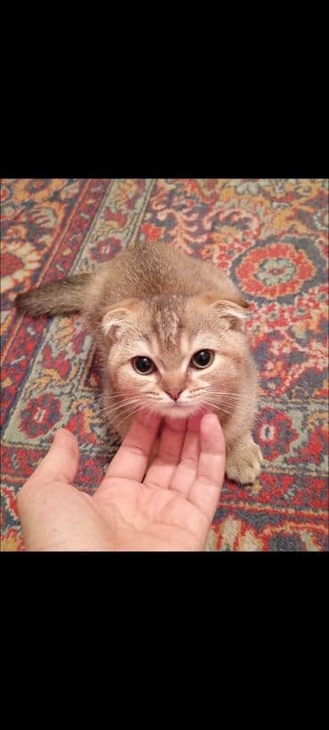 Şotland yastı qulaq, Erkək, Yaxşı əllərə, Ödənişli çatdırılma