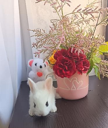 cins itlerin satisi: Yerli dovşan balalari ag boz qara ve sair — 1