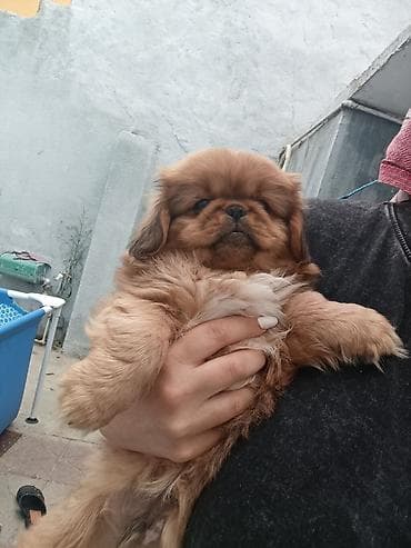 pitbul itləri: Pekines — 2