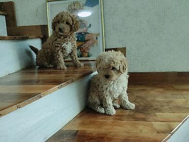 Птицы: Пудель — 7