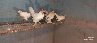 kend cucesi: Toyuq cücələri, Damazlıq — 1