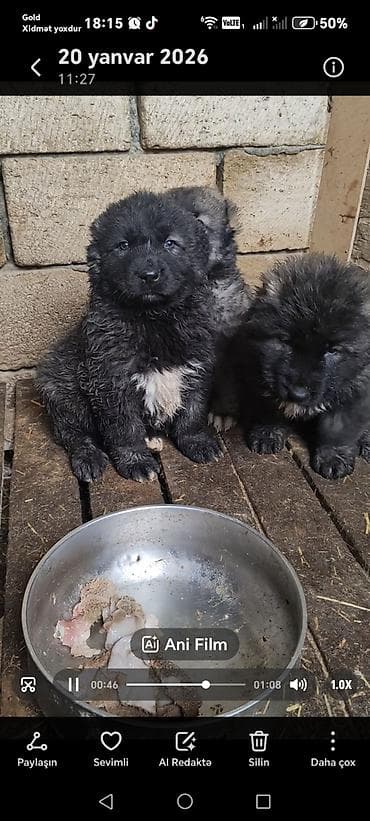 itlerin: Qafqaz çoban iti — 3