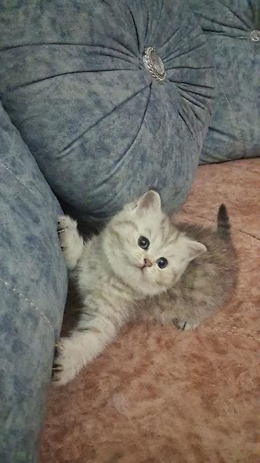 Британская, Самец, В добрые руки, Бесплатная доставка at lalafo.az Британская, Самец, В добрые руки, Бесплатная доставка