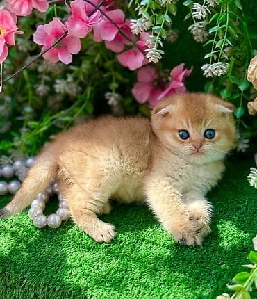 Şotland yastı qulaq