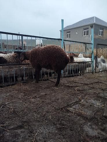 Qala quzusudur damazliga yarayır 5ayliq quzudu quzunun anasıda lalafo.az -da Qala quzusudur damazliga yarayır 5ayliq quzudu quzunun anasıda