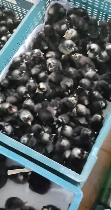 cüce adları: Toyuq cücələri, Ətlik — 5