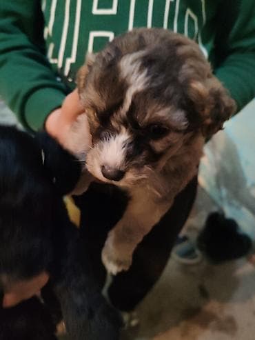 boyuk itlər: 4 ay — 1