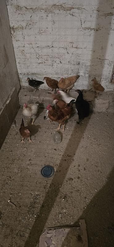 cins at: Mətn: Yerli qarışıq cins toyuq sürüsü - Sürüdə erkək və dişi toyuqlar — 4