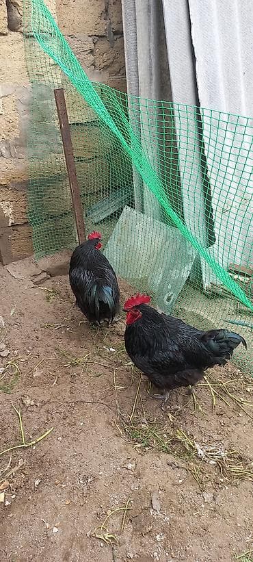 şabo xoruzu: Məhsul: Qara rəngli xoruzlar (2 ədəd) Təsvir: - Cins: Ağır tip qara — 4